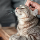 Difusor de Feromônios Calmantes para Gatos