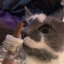 Difusor de Feromônios Calmantes para Gatos